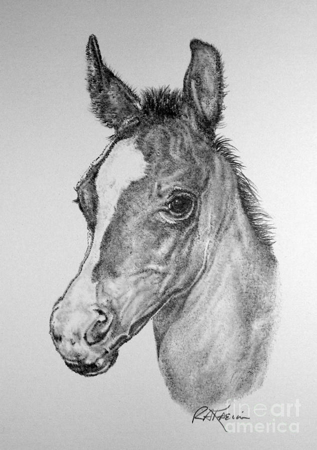 Face of a Foal Drawing by Roy Anthony Kaelin - Pixels
