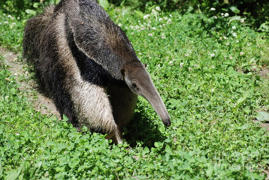 Face of a Giant Anteater Photograph by DejaVu Designs