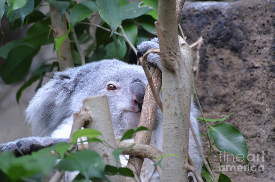 Face of a Koala Bear Sitting Up in a Tree Photograph by DejaVu Designs