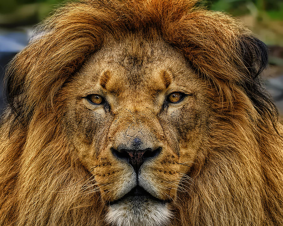 Face of a Lion Photograph by Bill Dodsworth