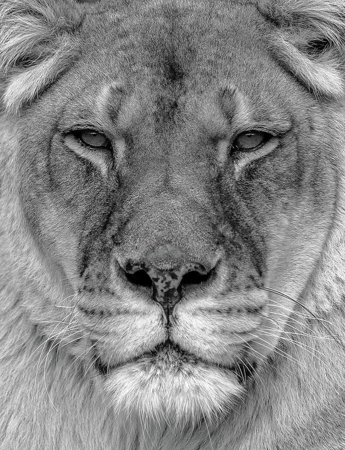 Face of a Queen Photograph by Eric Albright