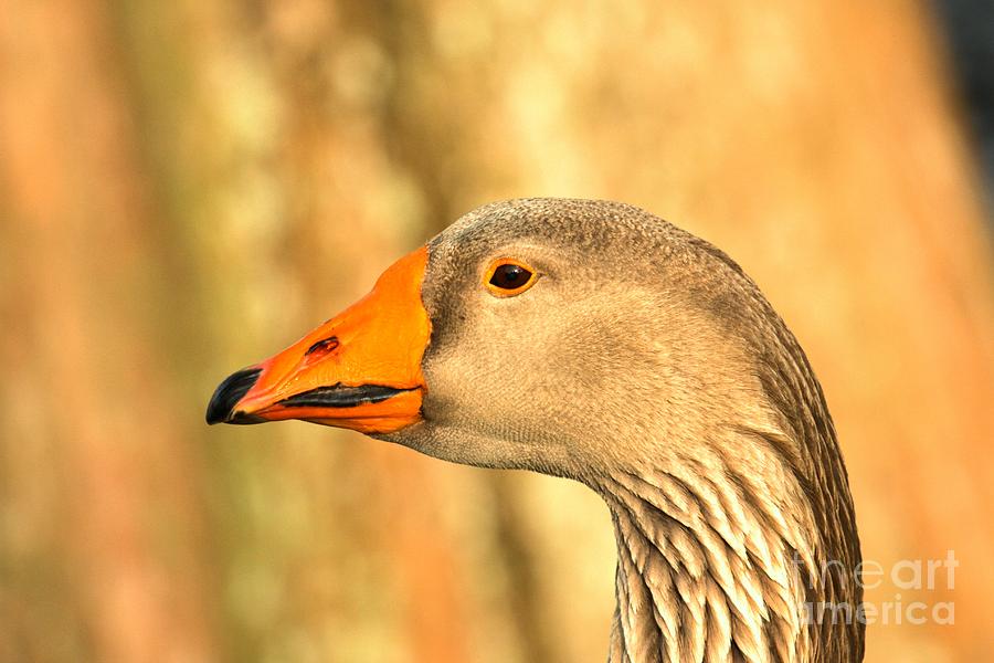 Face Of A Toulouse Goose Photograph by Adam Jewell