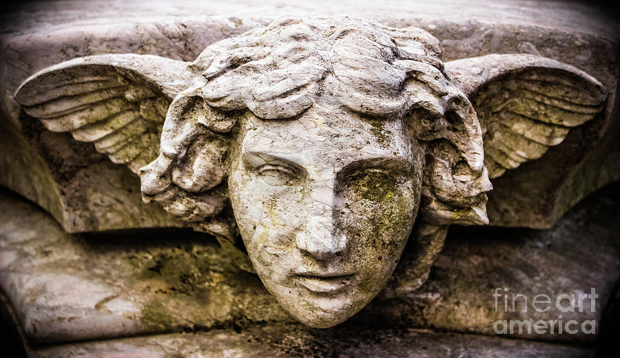 Face of an Angel Photograph by Colleen Kammerer