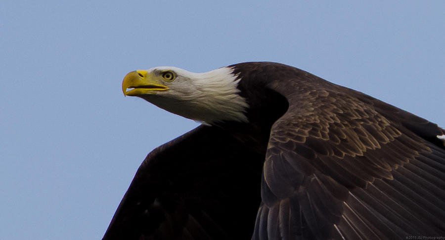 Face of an Eagle Close Up Photograph by Jeff at JSJ Photography
