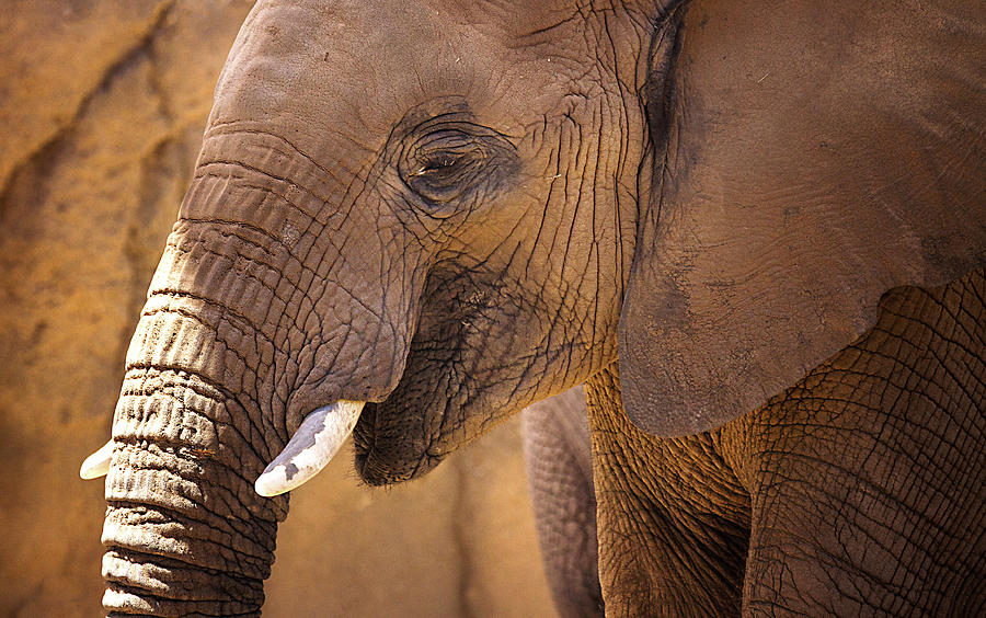 Face of an Elephant  Photograph by Ruth Jolly