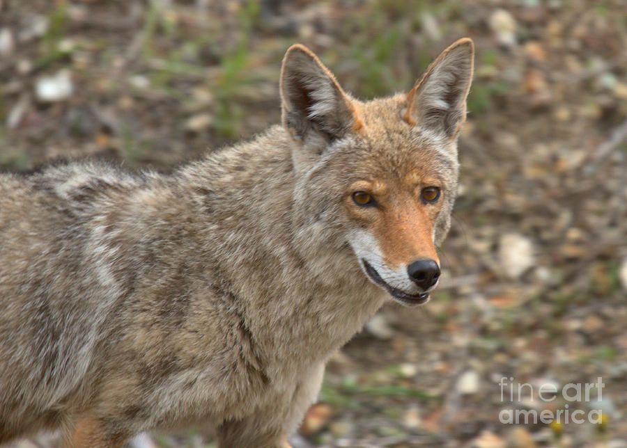 Face Of The American Coyote Photograph by Adam Jewell