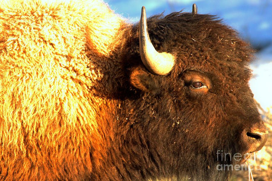 Face Of The Bison Spring 2018 Photograph by Adam Jewell
