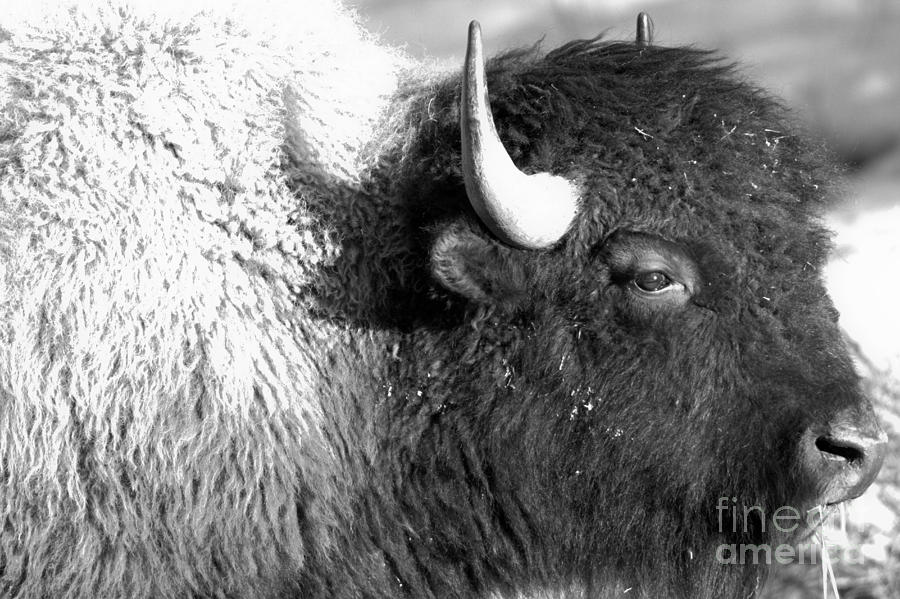 Face Of The Bison Spring 2018 Black And White Photograph by Adam Jewell