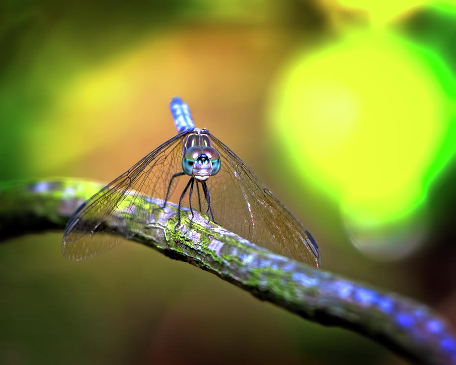 Face Of The Dragonfly Photograph