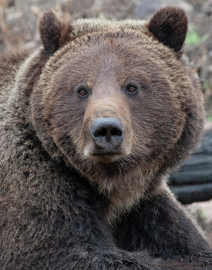 Face of the Grizzly Photograph by Mark Miller