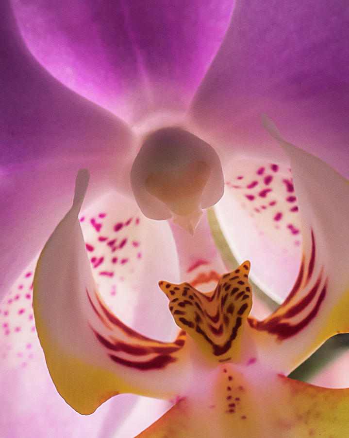 Face Of The Orchid Photograph By Stanley Jayne Fine Art America