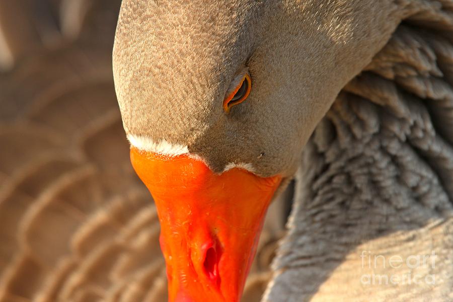 Face Of The Toulouse Goose Photograph by Adam Jewell