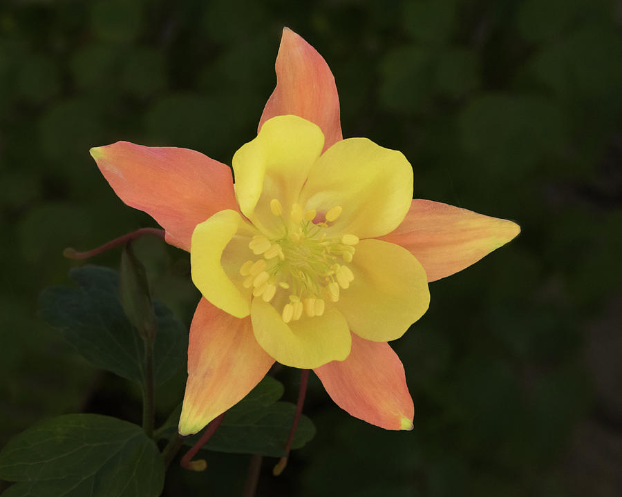 Face of the Yellow and Coral Columbine Photograph by Lois Lake