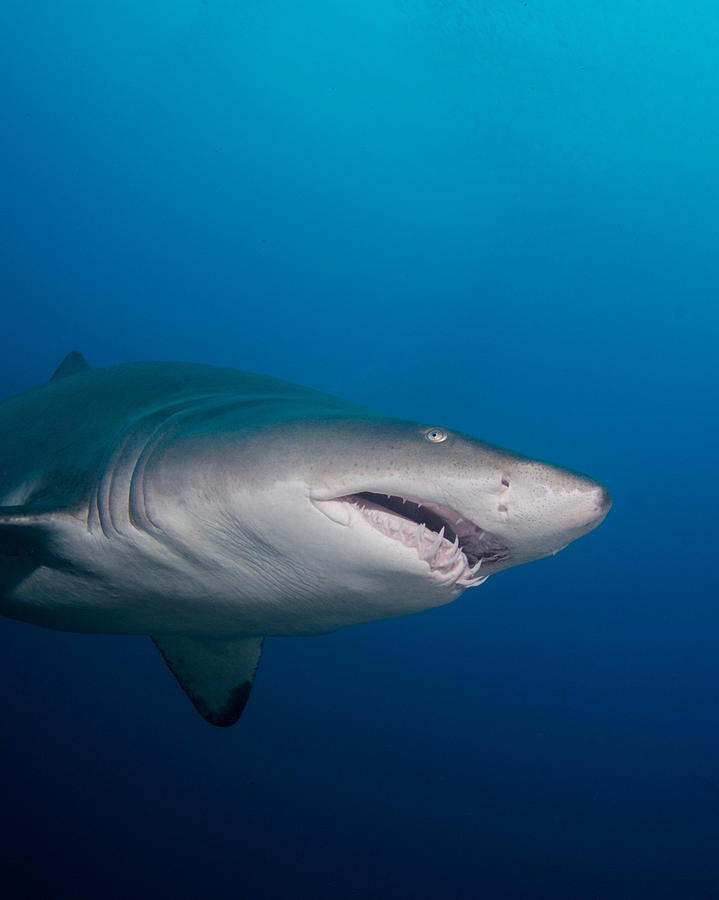 Face Off With a Sand Tiger Shark Photograph by Brent Barnes - Pixels