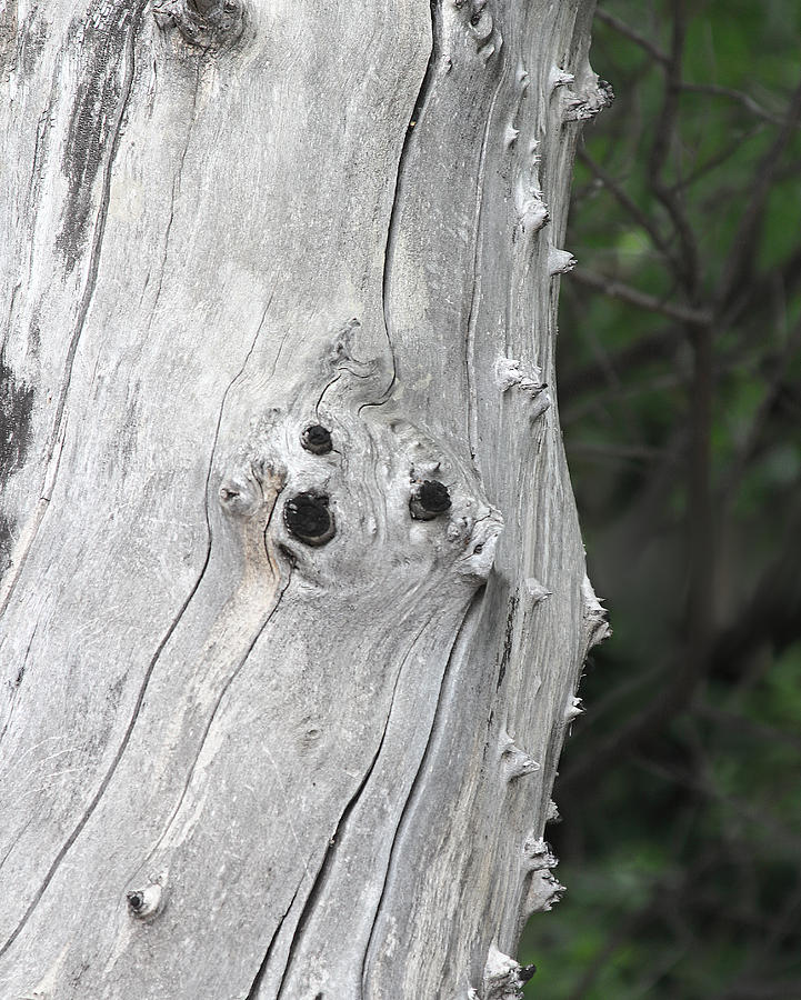 Face Out Of Wood Photograph by Viktor Savchenko