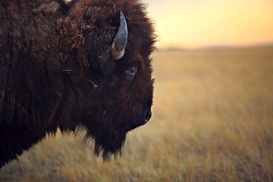 Buffalo Photograph - Face The Day by Deborah Johnson Buffalo Photograph - Face The Day by Deborah Johnson
