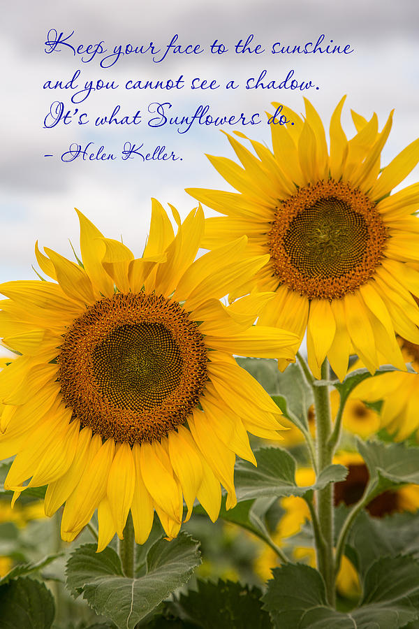 Sunflower Photograph - Face The Sunshine by Dale Kincaid