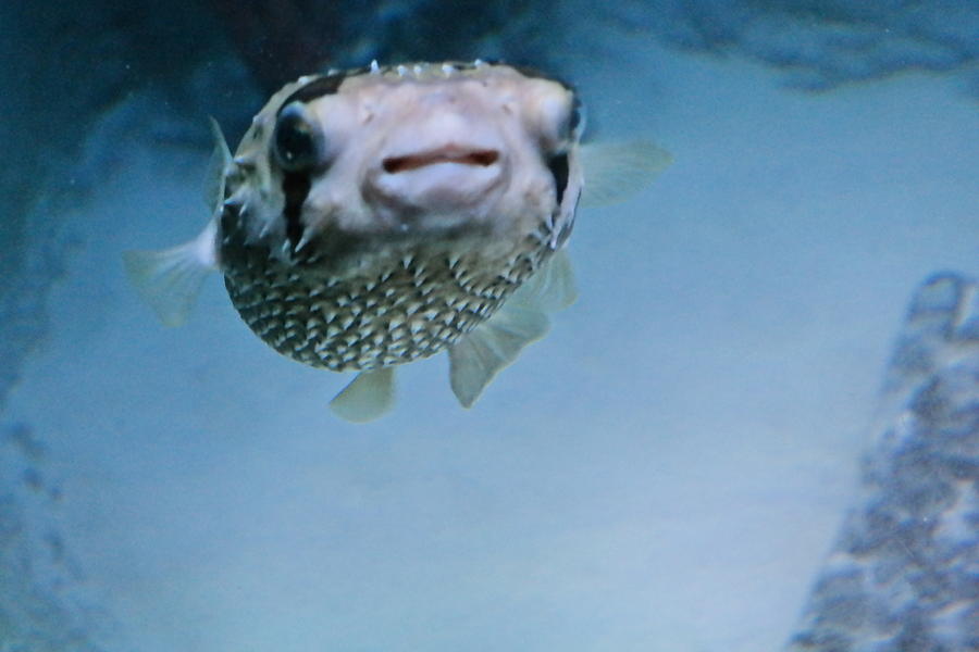 Fish Photograph - Face time with puffer by Shaina Marie