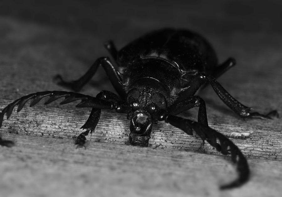 Face to Face with a Beetle Photograph by Kevin Felts - Fine Art America