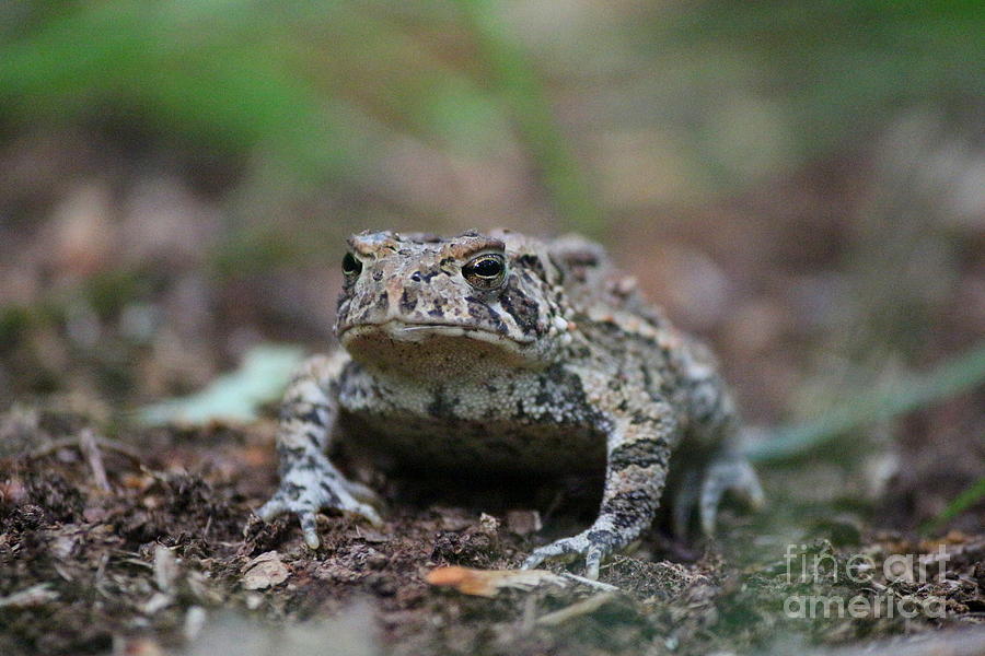 Wildlife Photograph - Face to Face with a Fowler Toad  by Neal Eslinger