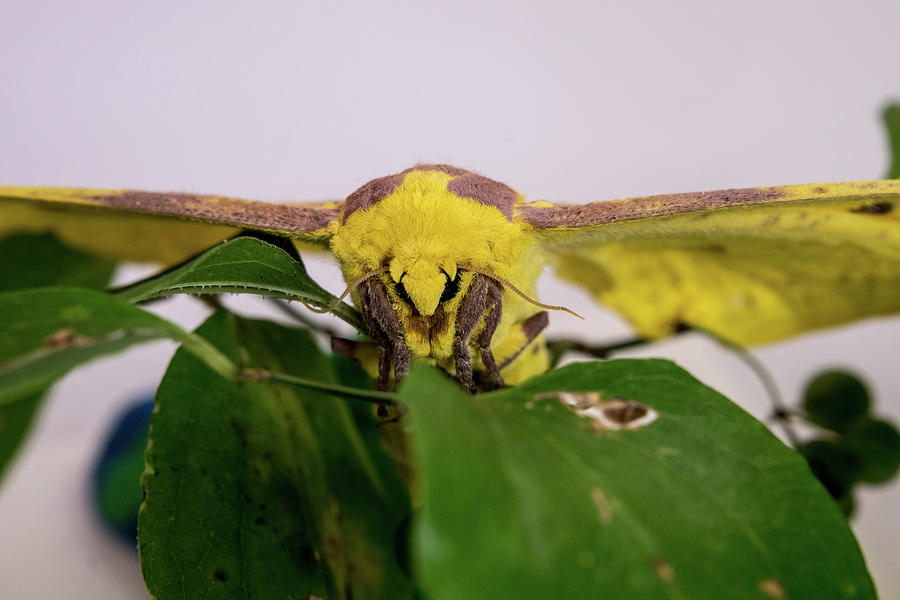 Face to Face with an Imperial Moth Photograph by Douglas Barnett