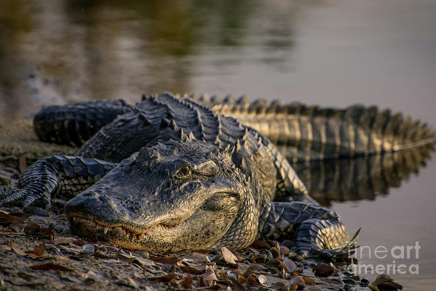 Face to face with the gator Photograph by Zina Stromberg Fine Art America