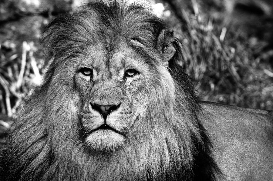 Face To Face With The King Of The Jungle Photograph By Sascha Richartz