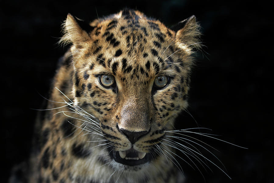 Face To Face With The Panther Photograph by Joachim G Pinkawa