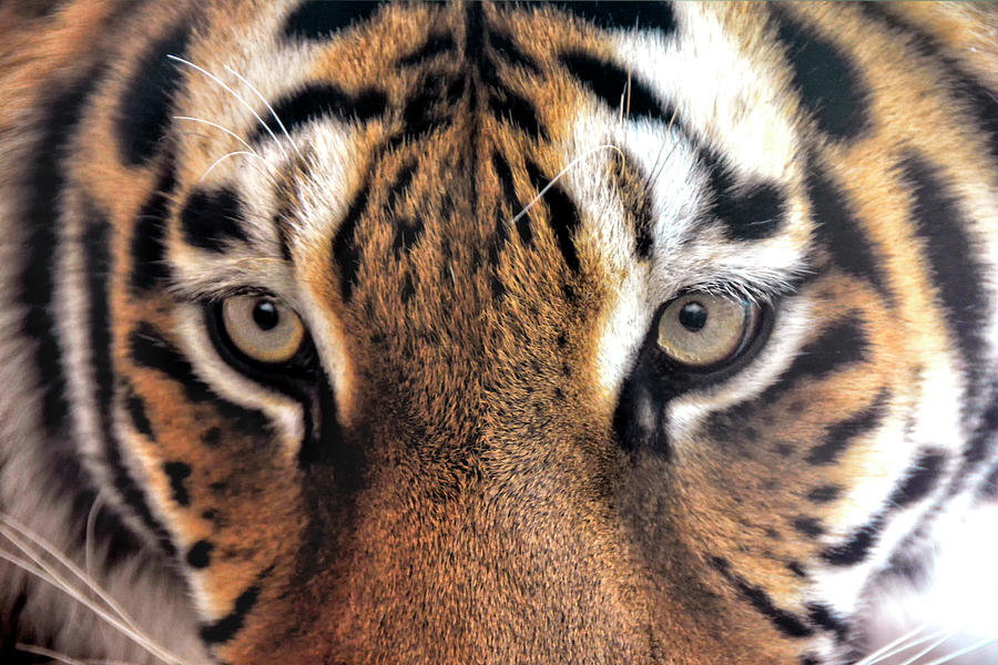 Face To Face With The Tiger Photograph by Joachim G Pinkawa