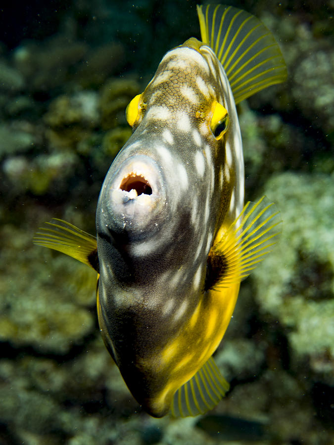 Face to Face with Whitespotted Filefish Photograph by Jean Noren
