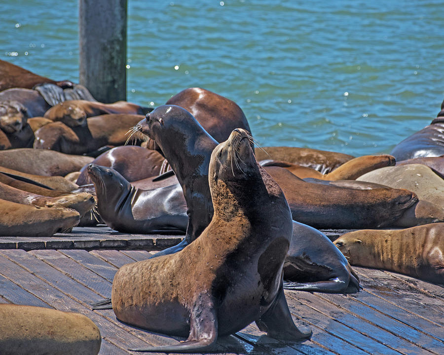 Face to the Sun Seal Pier 39 San Francisco Photograph by Toby McGuire