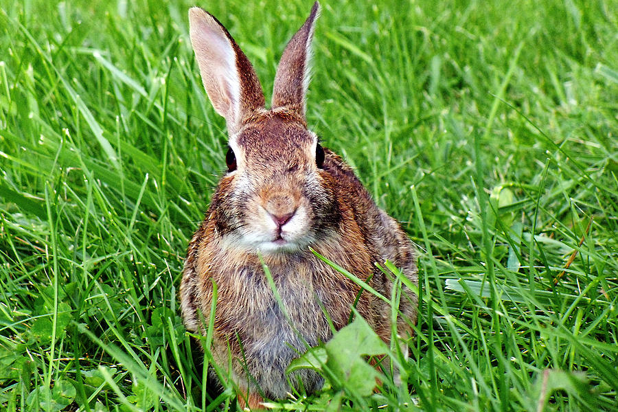 Landscape Photograph - Face to to face with the Cottontail Rabbit by Asbed Iskedjian