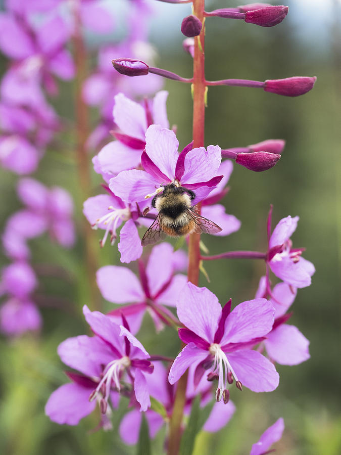 Facefull of Fireweed Photograph by Ian Johnson