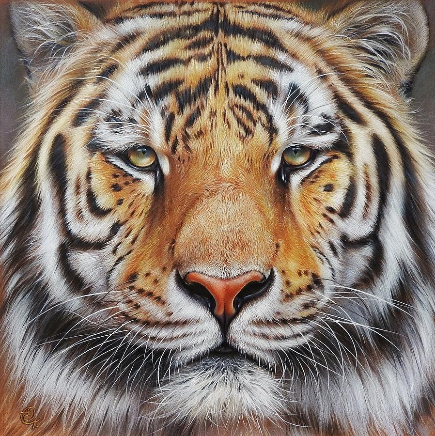 Faces of the Wild - Amur Tiger Drawing by Elena Kolotusha