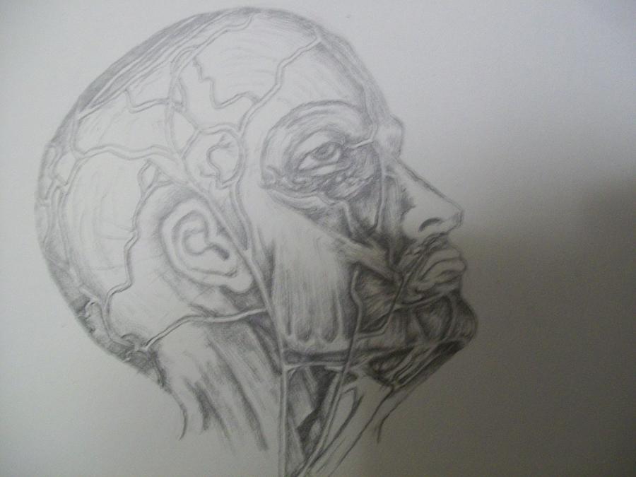 Portrait Drawing - Facial Anatomy by Neil Hugley
