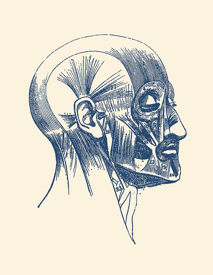 Facial Muscle Diagram - Vintage Anatomy Drawing by Vintage Anatomy Prints