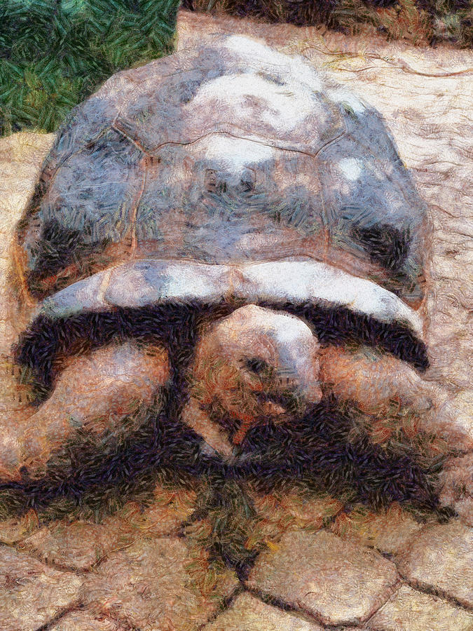 Facing a tortoise Photograph by Ashish Agarwal