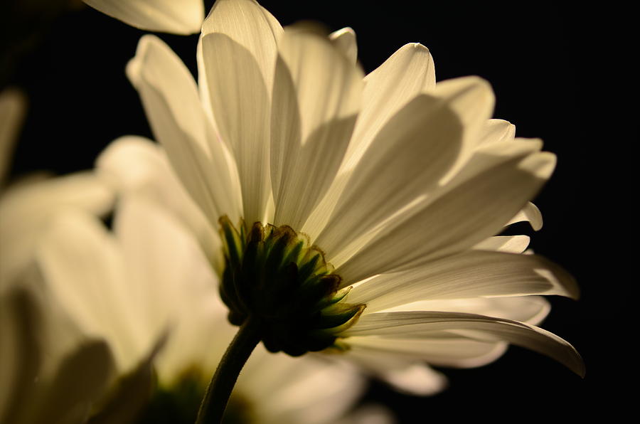 Daisy Photograph - Facing the light by Corinne Rhode