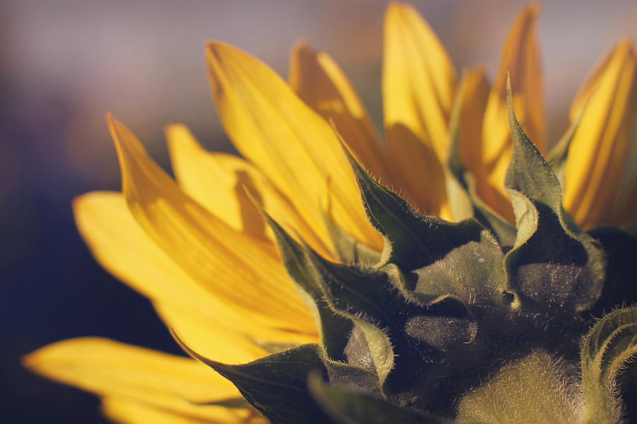 Sunflower Photograph - Facing the Sun by Stacey Koerwitz