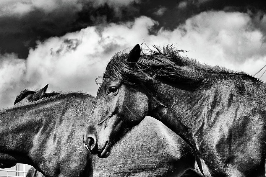 Horse Photograph - Facing The Wind  by Laine Smith