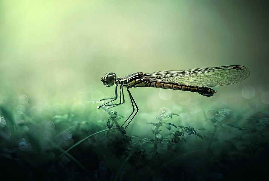 Insects Photograph - Fade Away by Erwin Astro