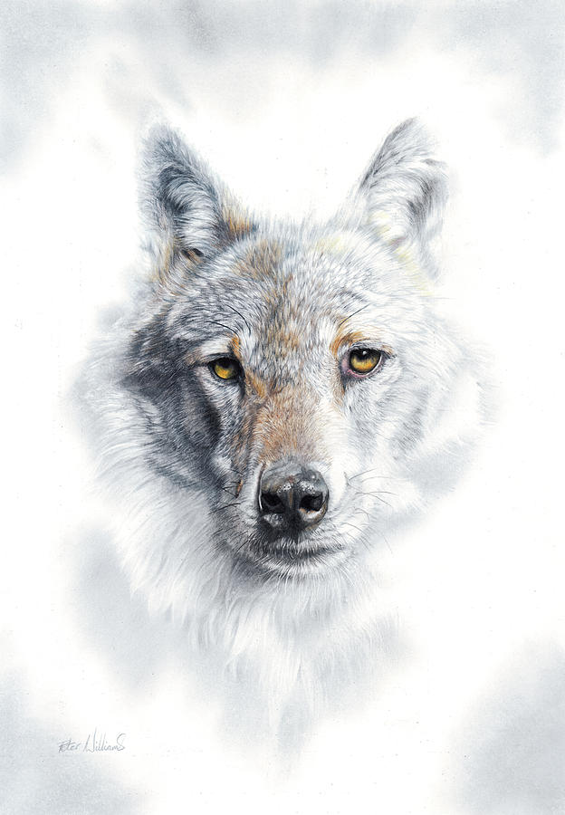 Wildlife Drawing - Fade To Grey by Peter Williams