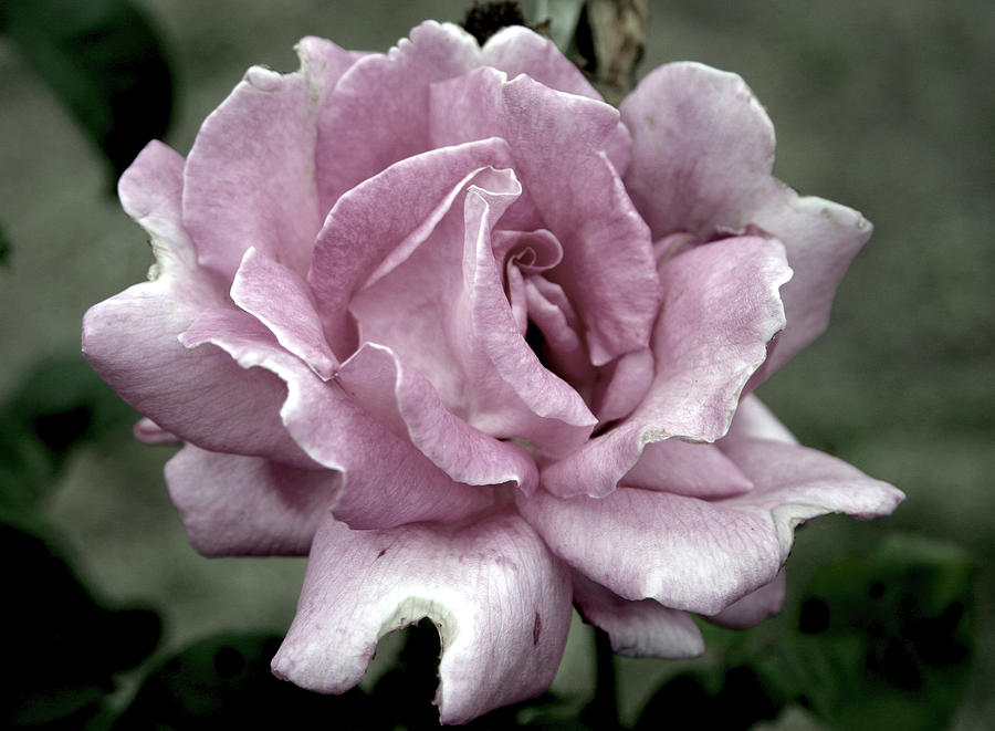 Faded Beauty Rose 0226 H_2 Photograph by Steven Ward