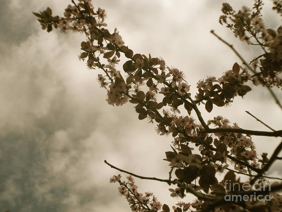 Faded Blooms Photograph by Onedayoneimage Photography