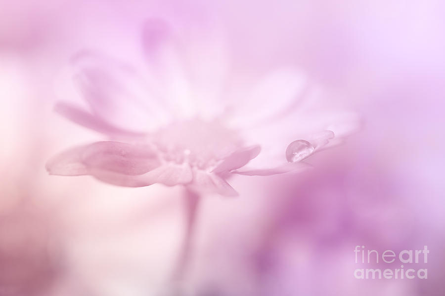 Flower Photograph - Faded memories... by LHJB Photography