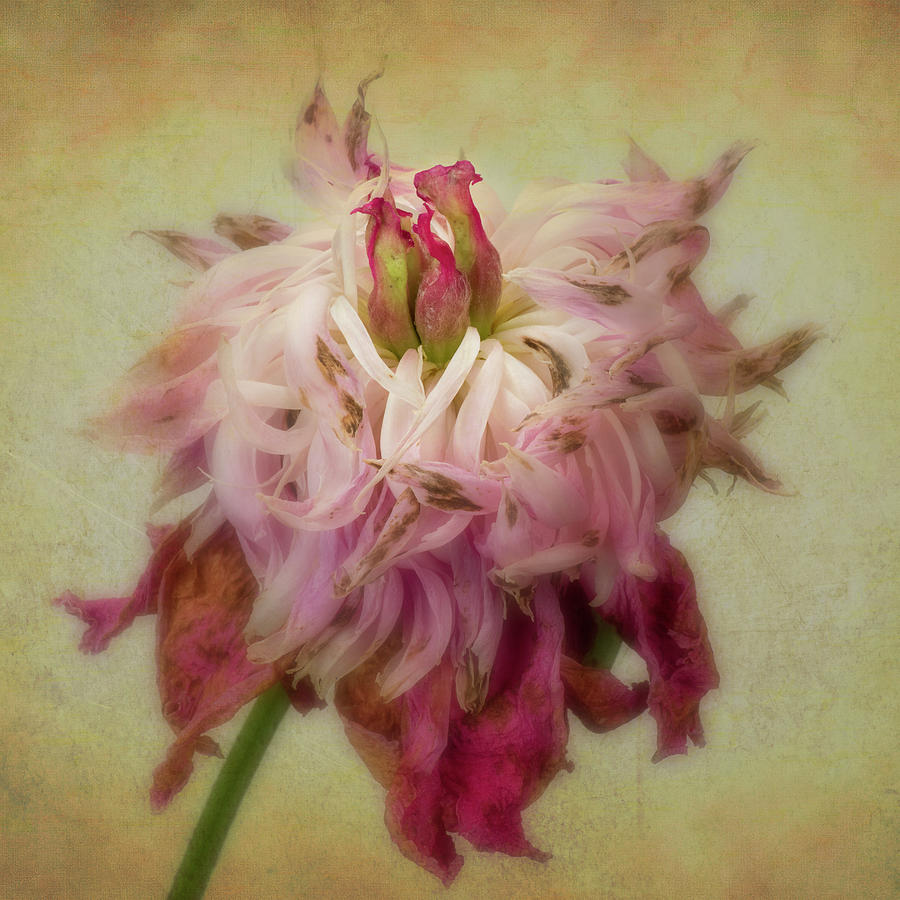 Faded Peony Photograph by Garry McMichael
