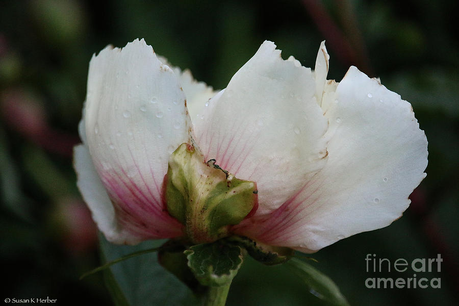 Faded Peony Photograph by Susan Herber