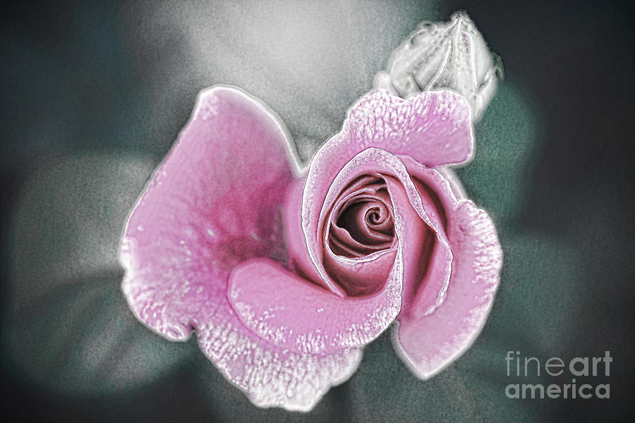 Faded Romance Digital Art by Sharon McConnell