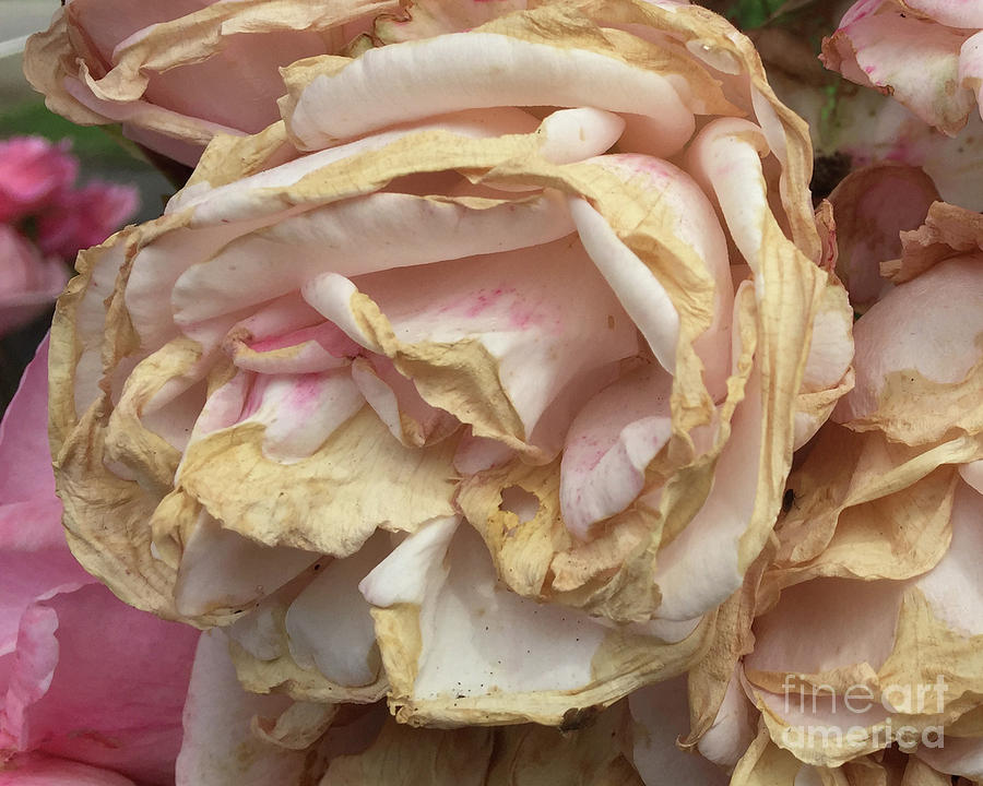 Faded Rose Glory Photograph by Paula Joy Welter