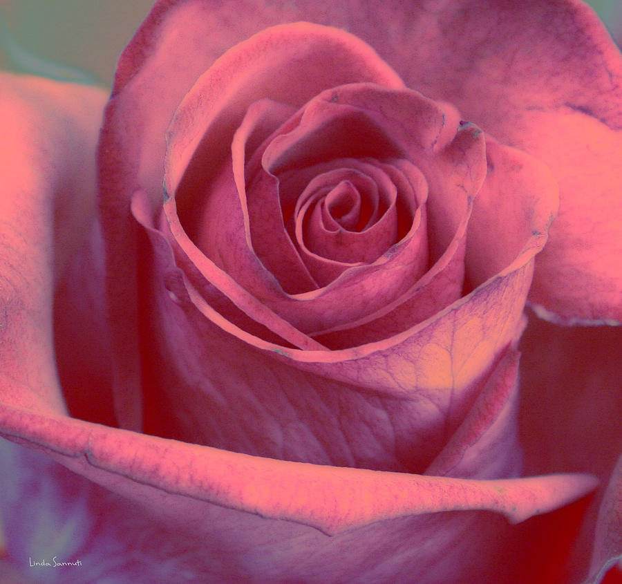 Faded Rose Photograph by Linda Sannuti